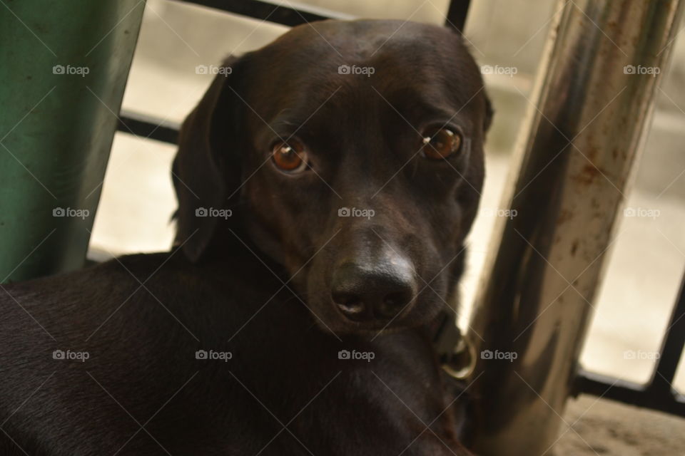 Black dachshund