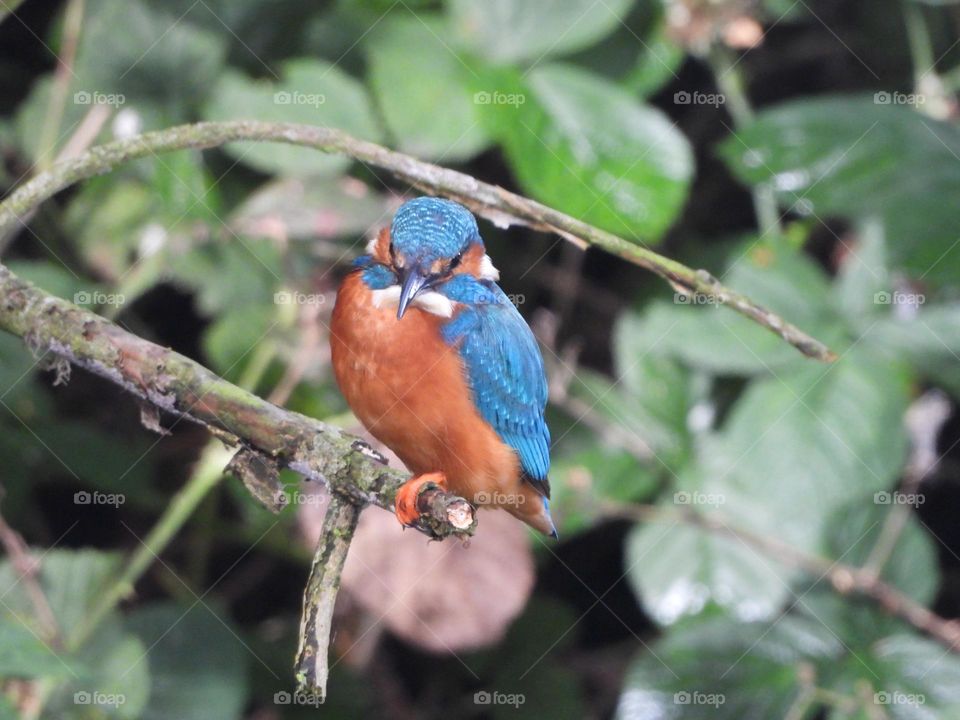 A kingfisher on a branch