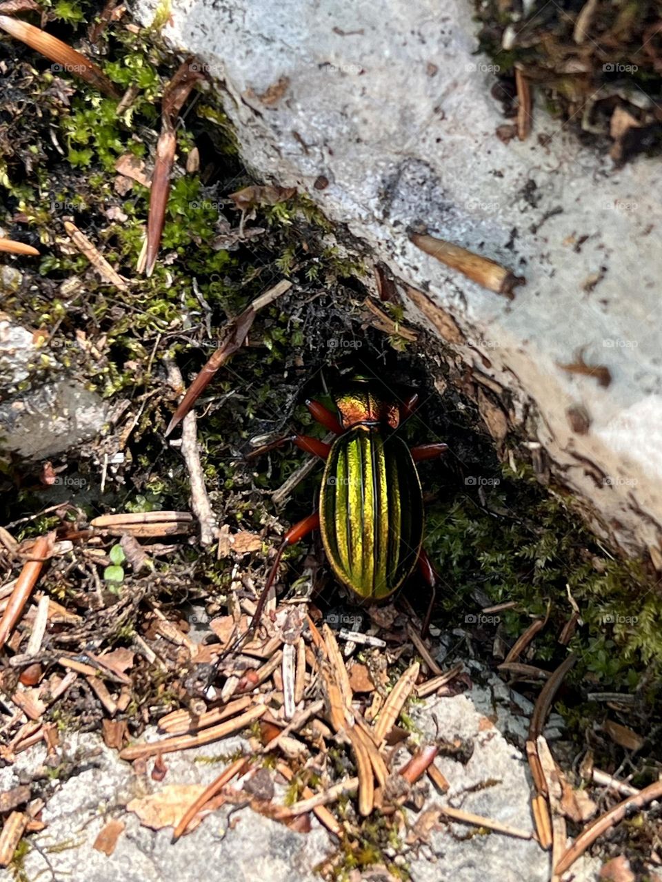 Carabus auronitens beetle shining in the sunlight