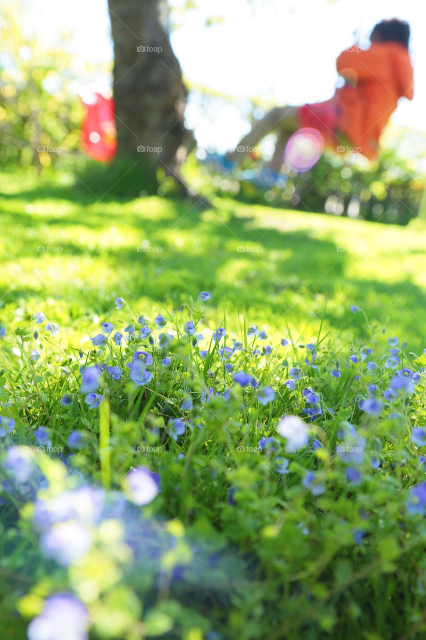 Blue flowers in foreground and a kid on a swing behind 