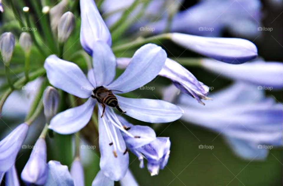 Borboleta e flot