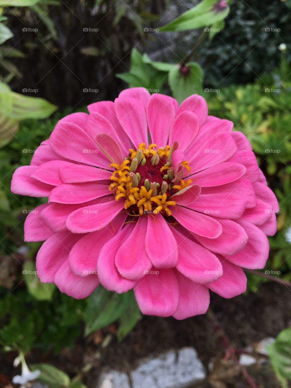 Pink Zinnia