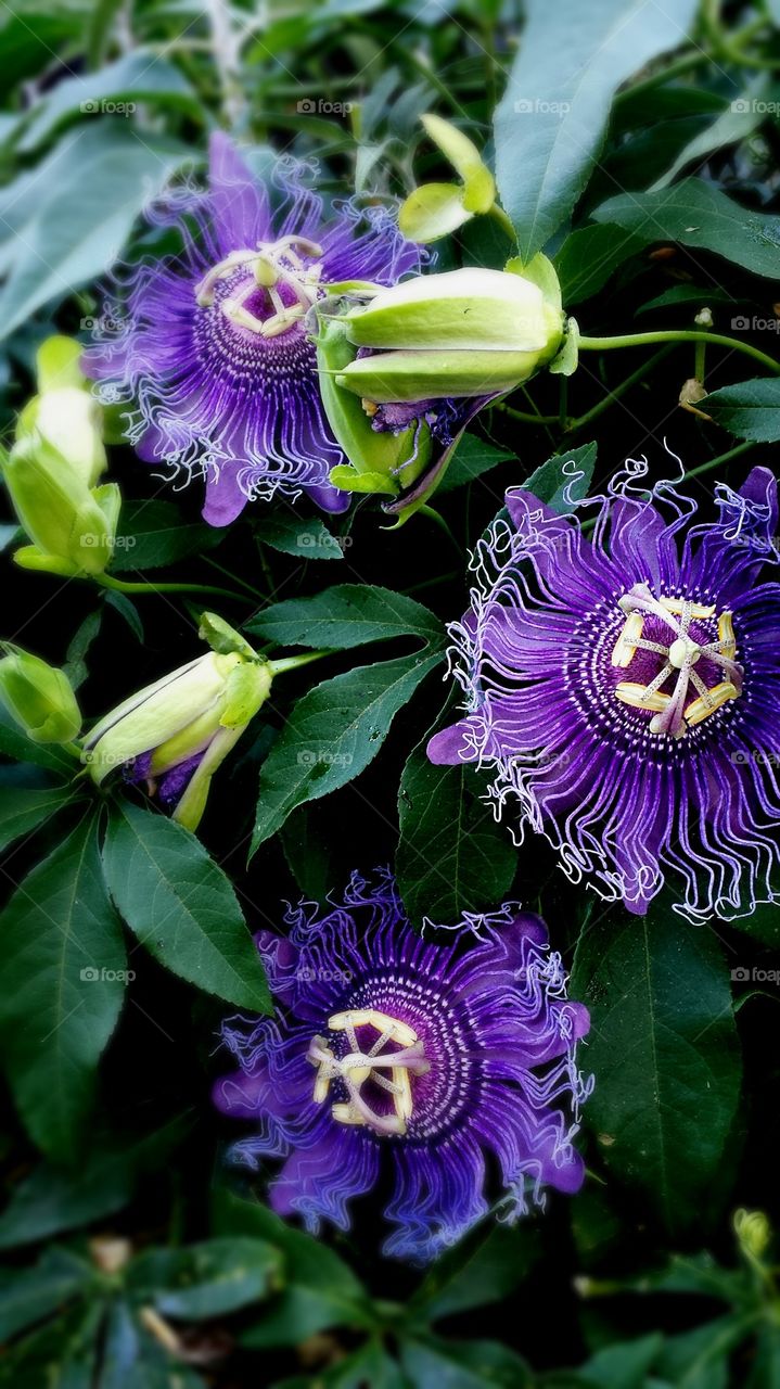 san diego purple flowers