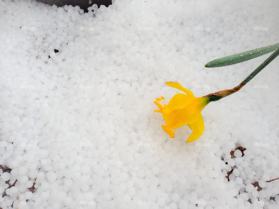 Sleet daffodil