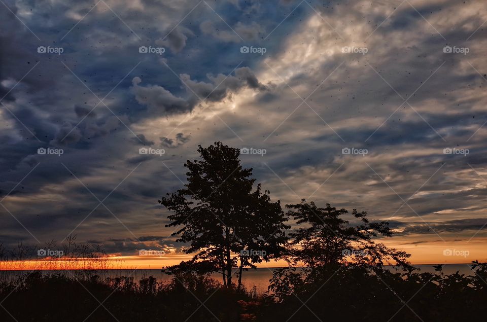 Silhouette of tree during sunset