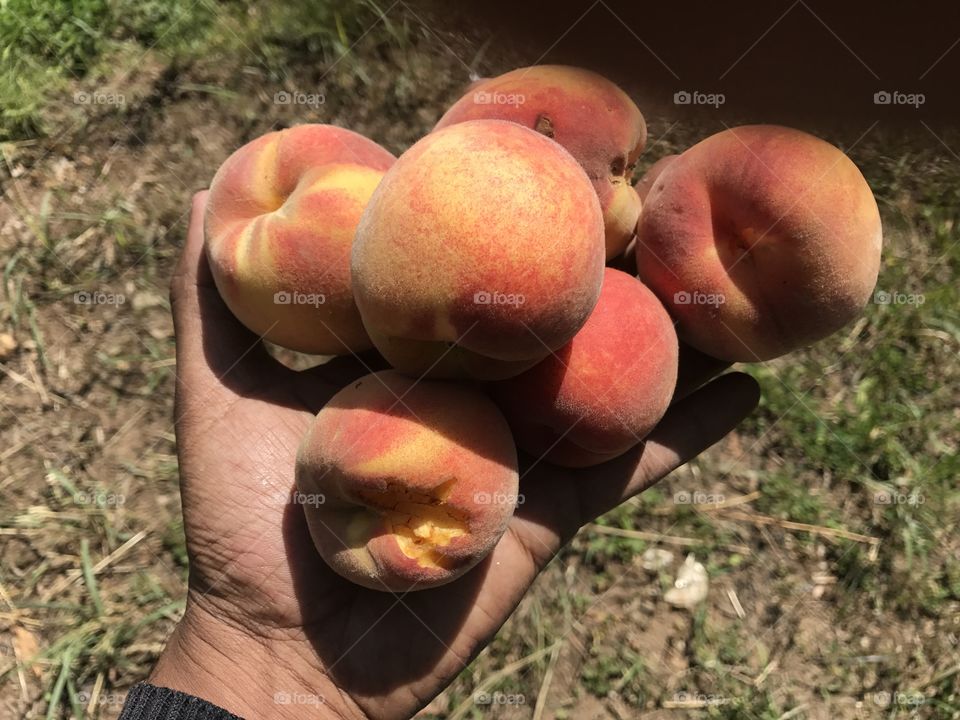 Peach Fruit  