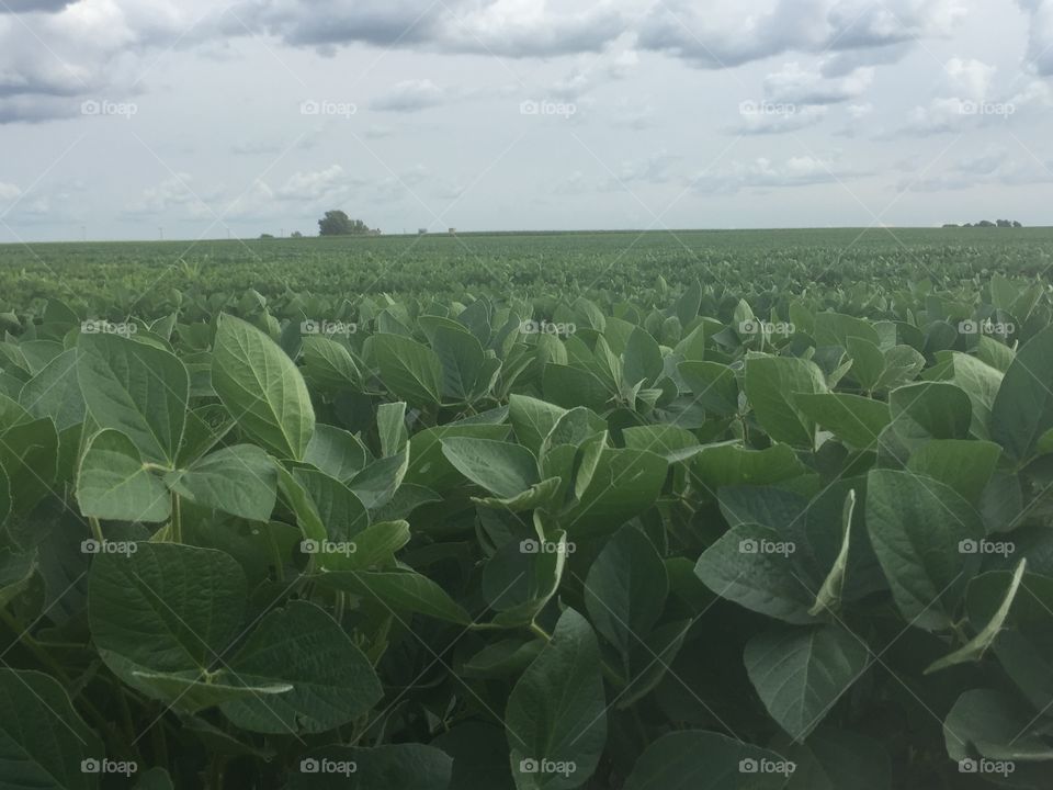 Illinois soy bean farm
