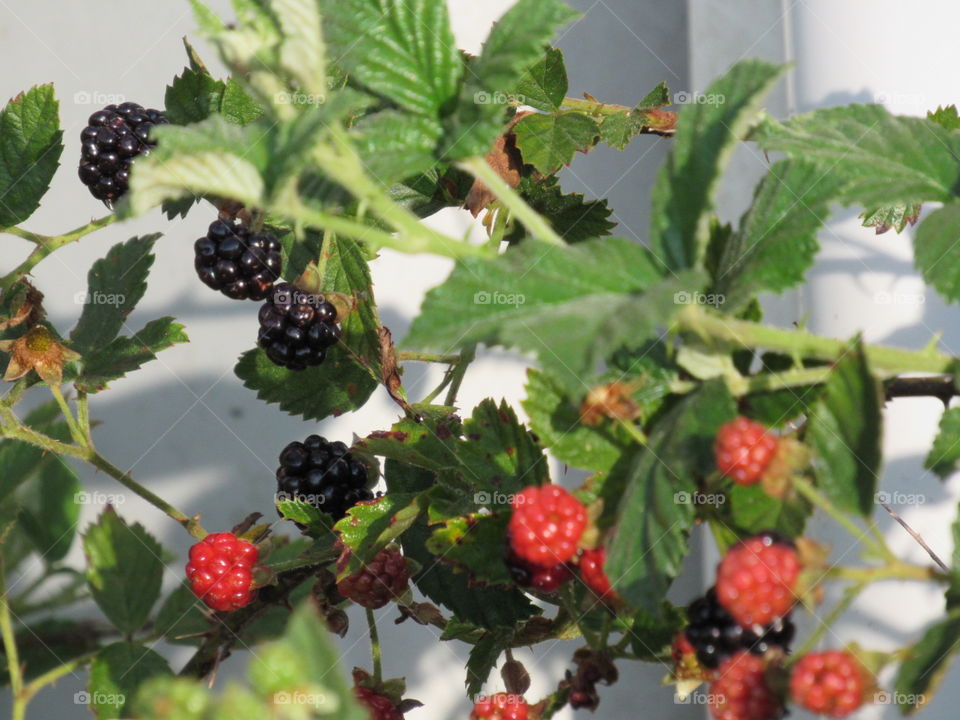 Blackberries