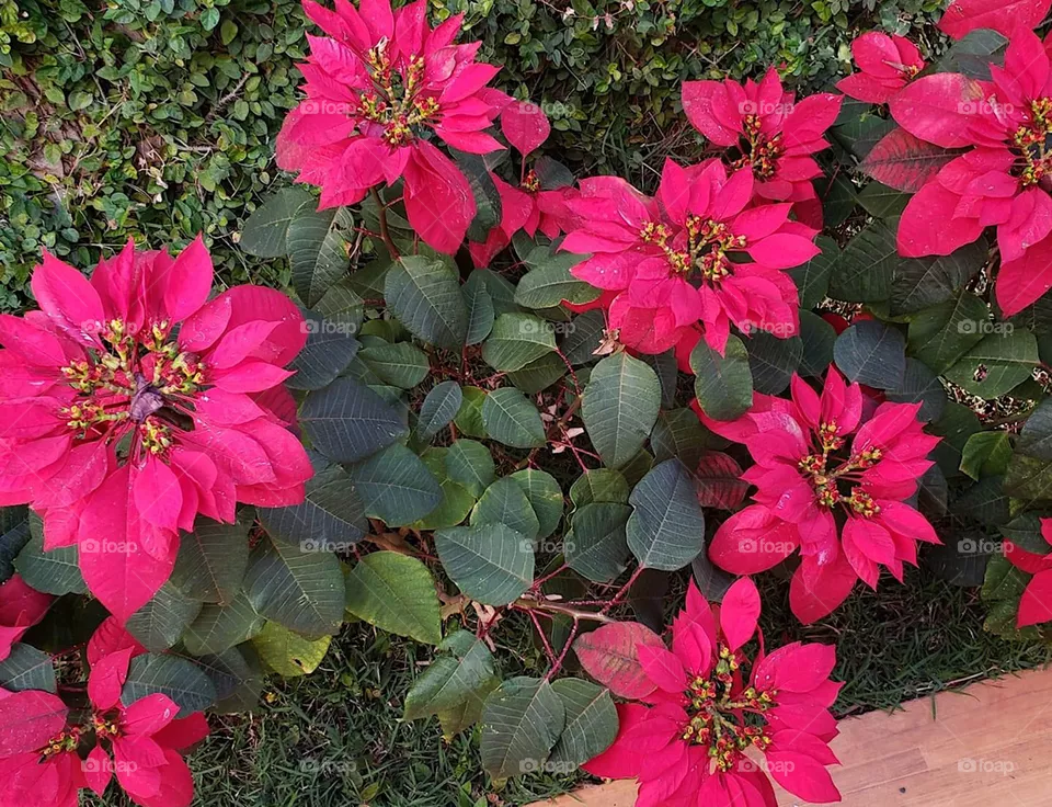 Flowers 🌺