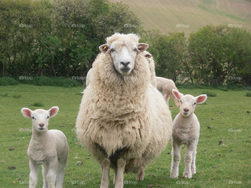 Mother Sheep With Lambs