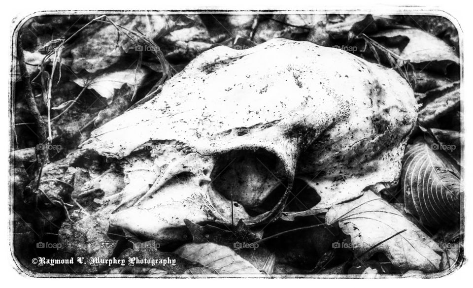 skull. and it was 