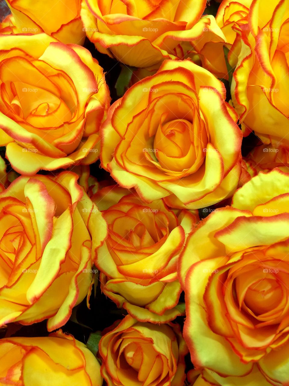Yellow Roses 