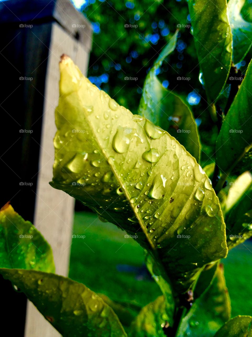 Leaf after rainstorm 