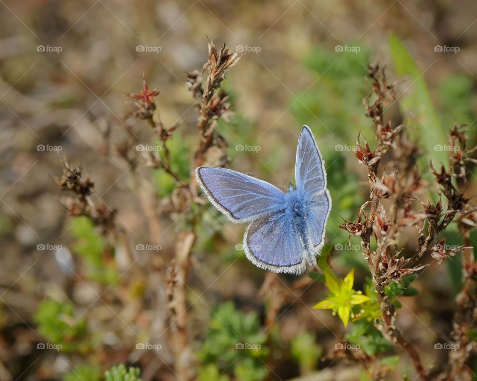 Common blue butterfly