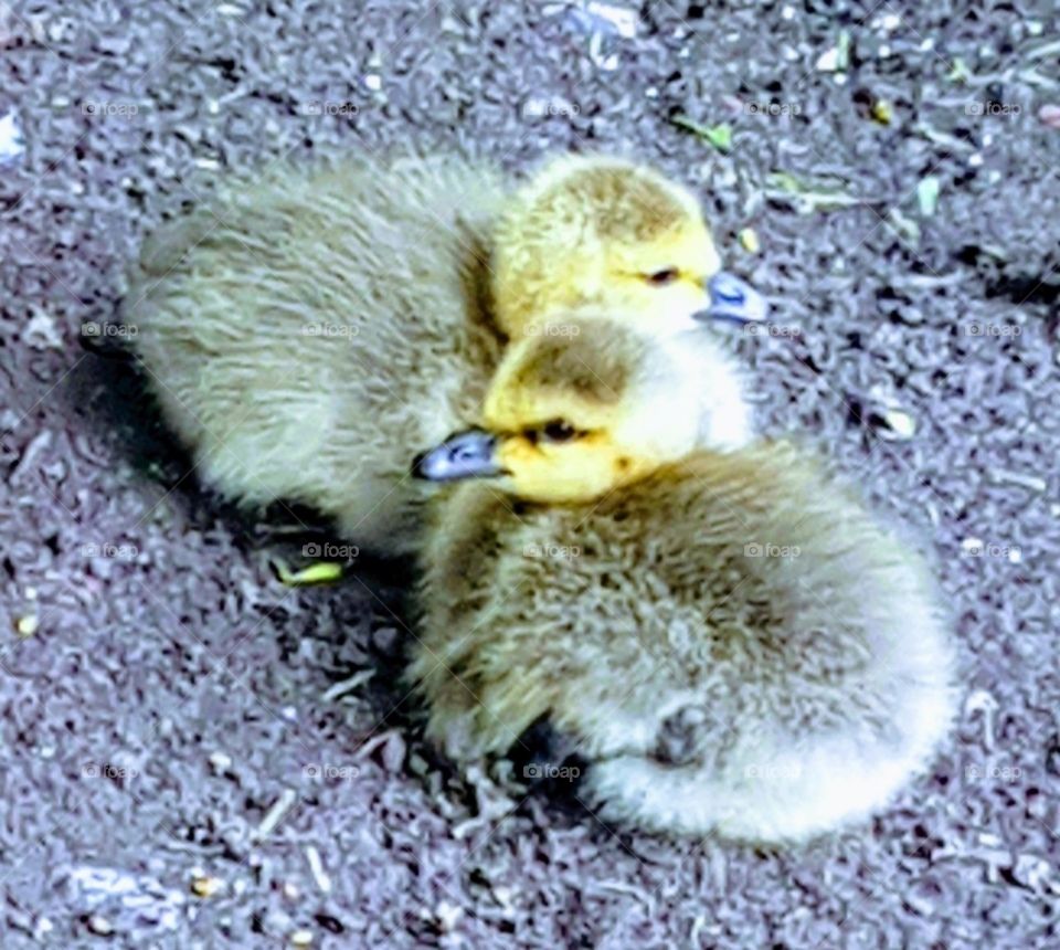 Baby geese...
