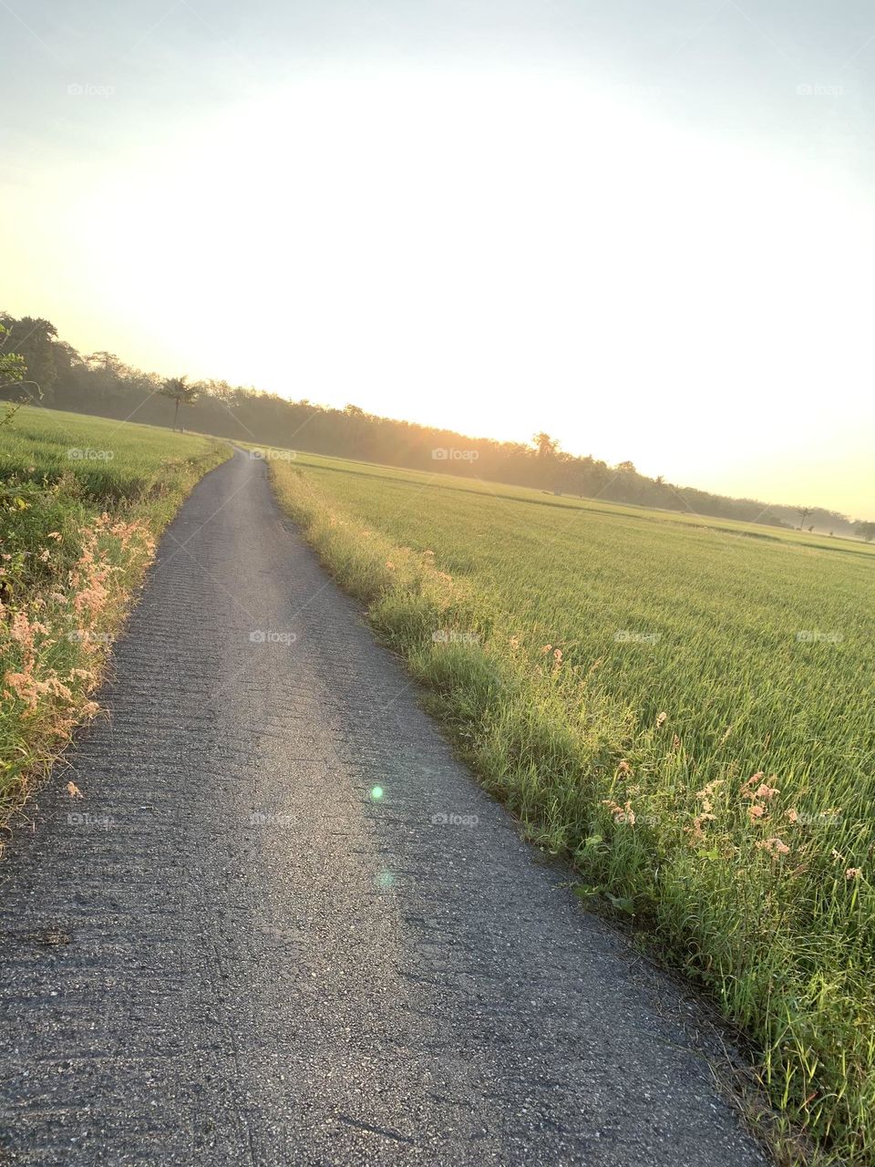 Pathway in paddy field