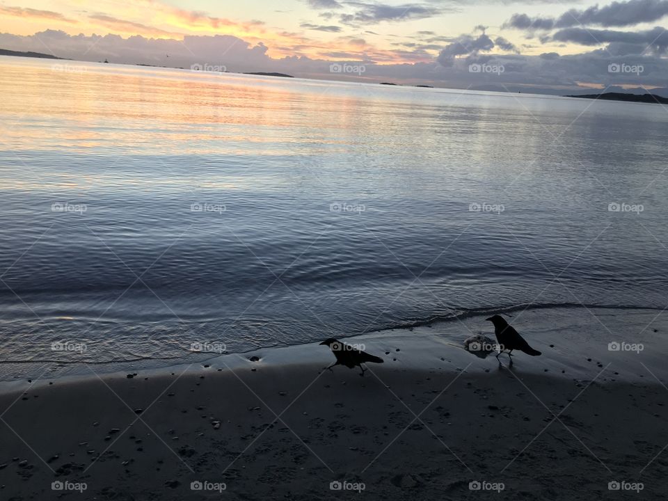 Crow on a beach