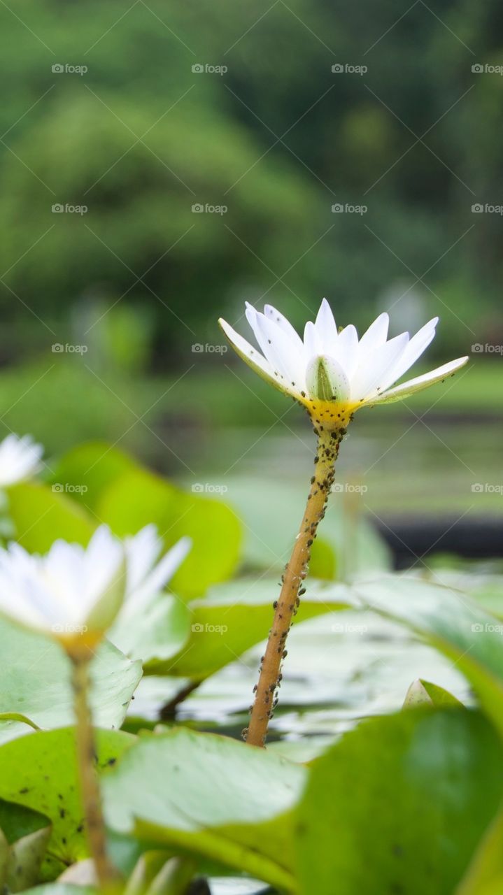 Selective view of water lily