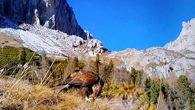 Wild nature
