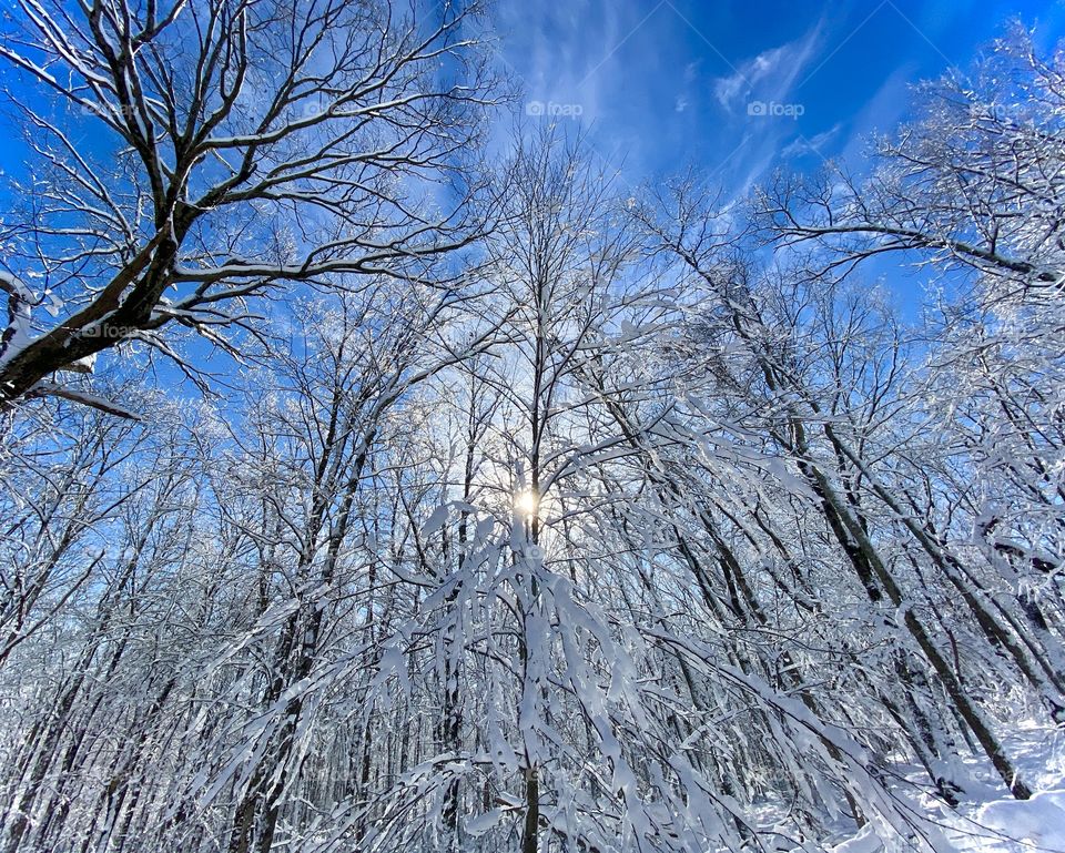 Wintry Skies