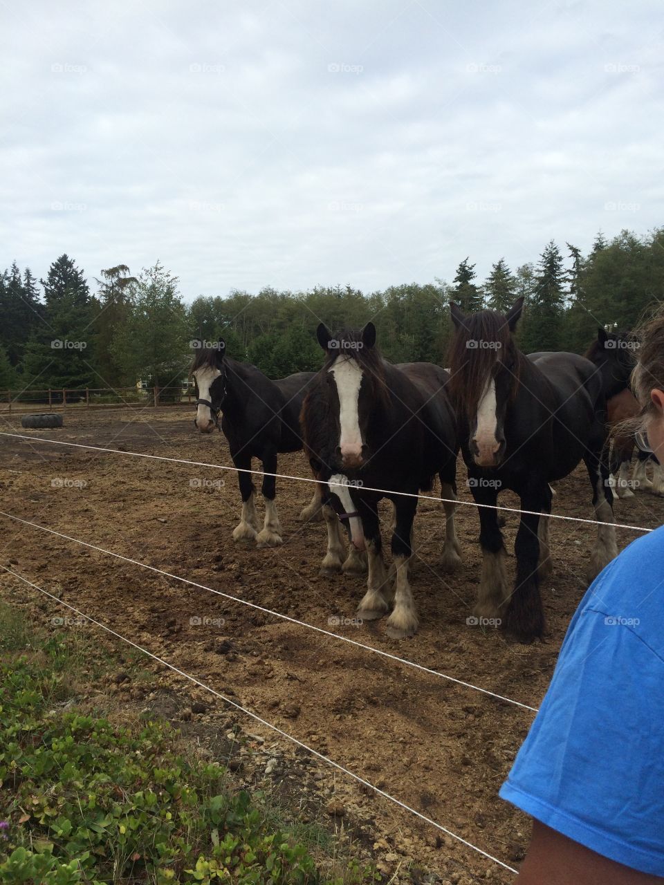 Stand in line. Horses with an electric fence come to say hi!