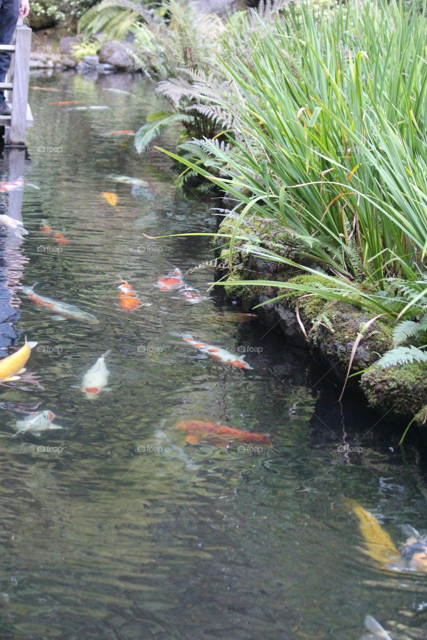 Peaceful Koi stream