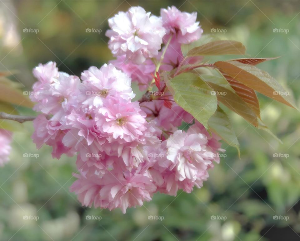 spring blossom