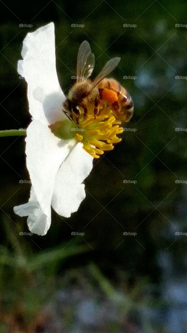 Mutual attraction. sunny morning beauty