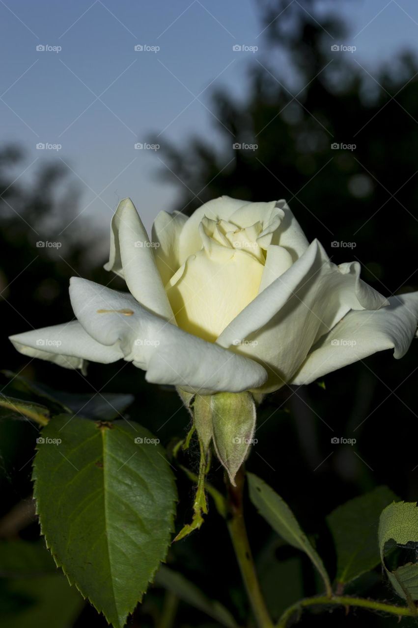 White rose