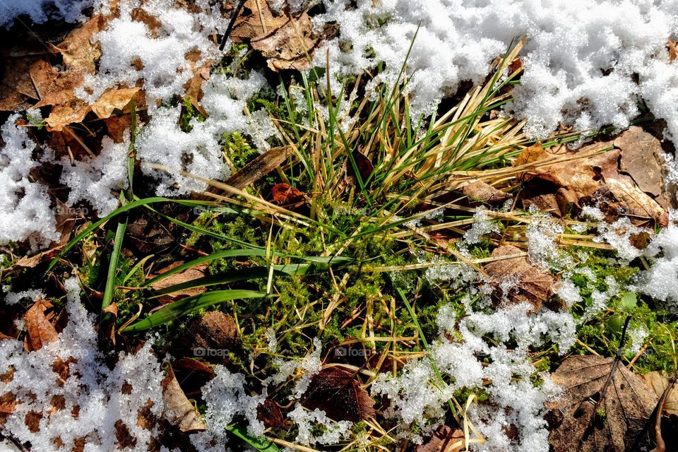 Springtime signs, green grass, moss and old fallen leaves in the middle the of melting snow