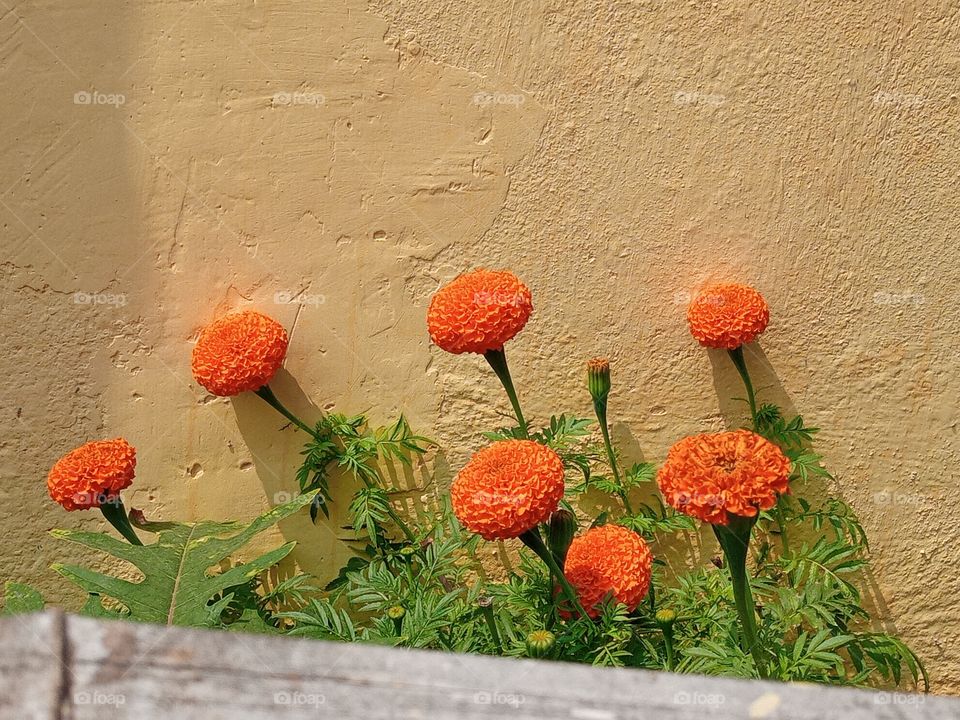 beautiful marigold flowers🌸🌺🌻🌹🌷🌼💐