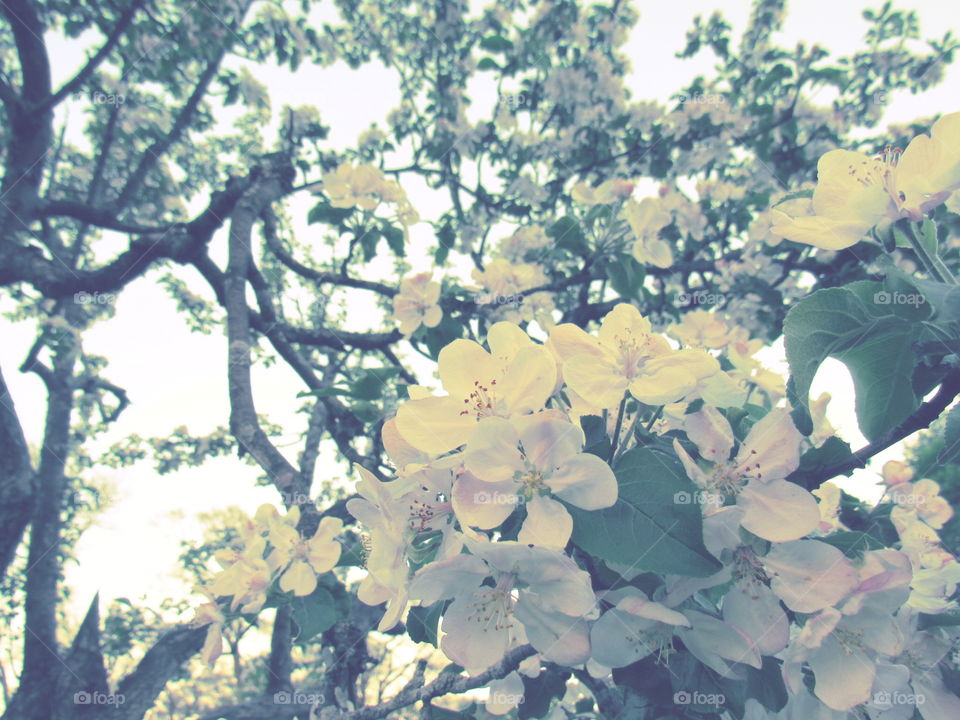 Apple blossoms 
