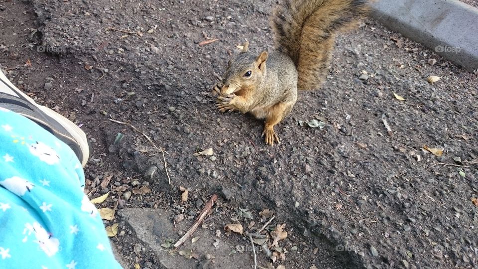peanut the squirrel