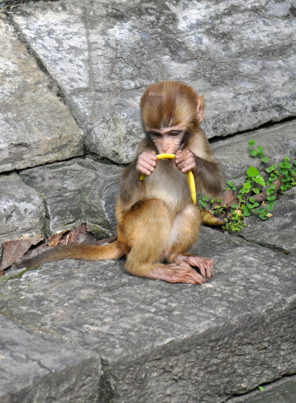 baby monkey eating banana in Kathmandu