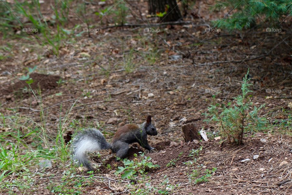 Albert's Squirrel 