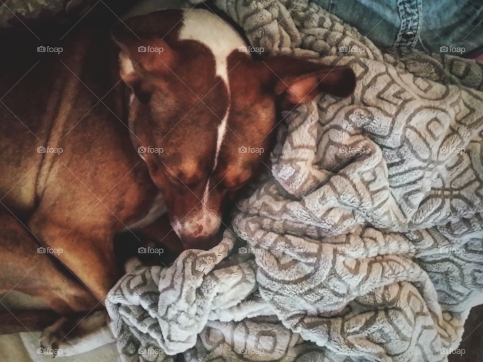 Snuggling up with my dog and our favorite soft blanket on a cool fall morning first sign of autumn