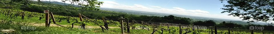 a panoramic view of the colli euganei padua italy hills and vineyards