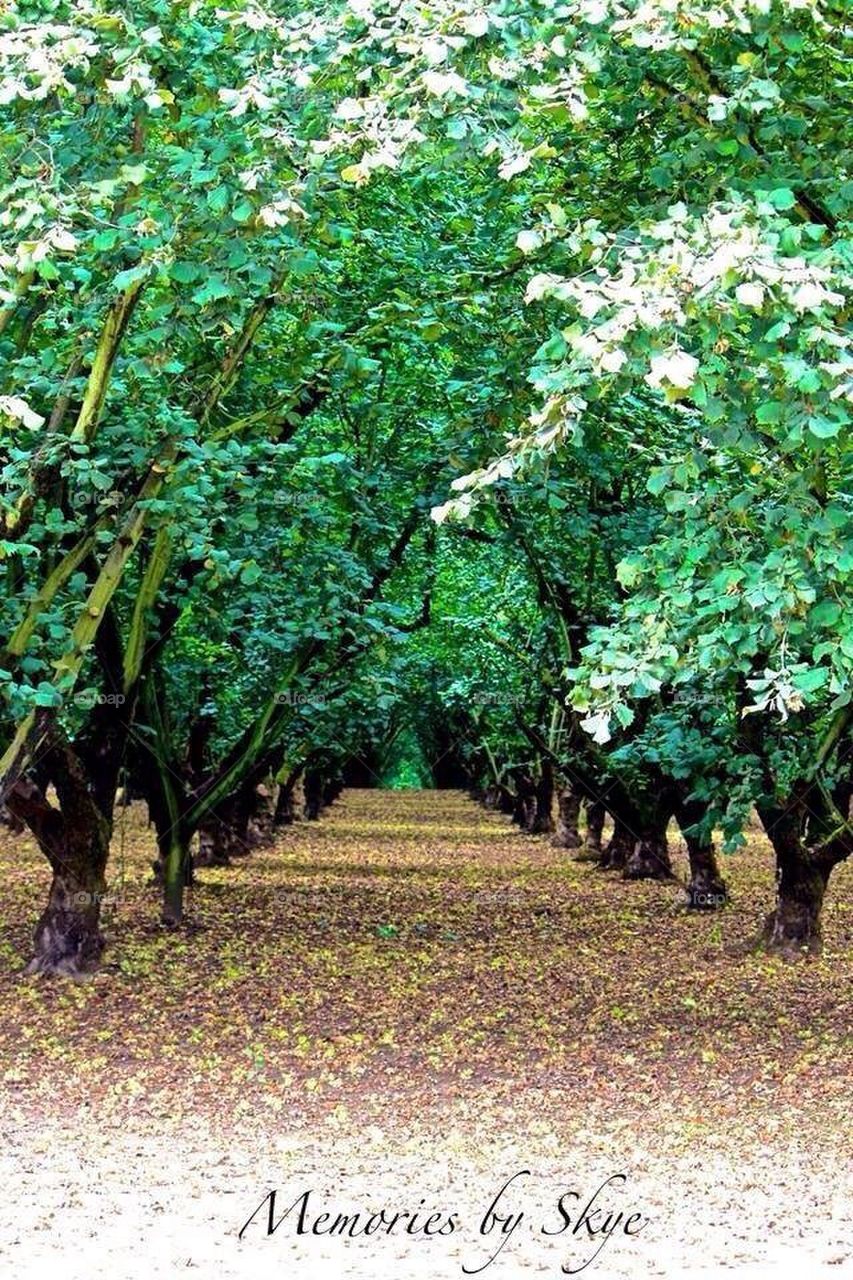 Apple orchard