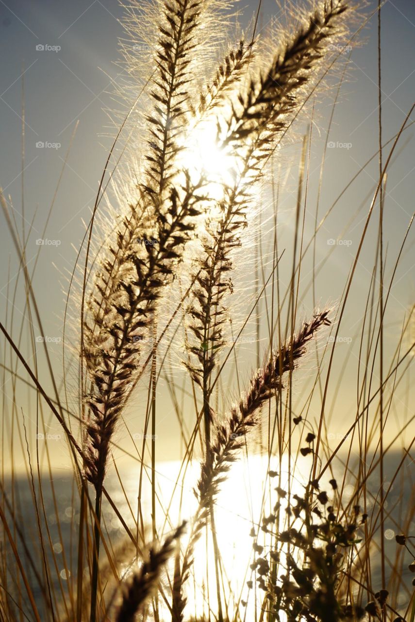 Sun#flowers#sea#nature#sky