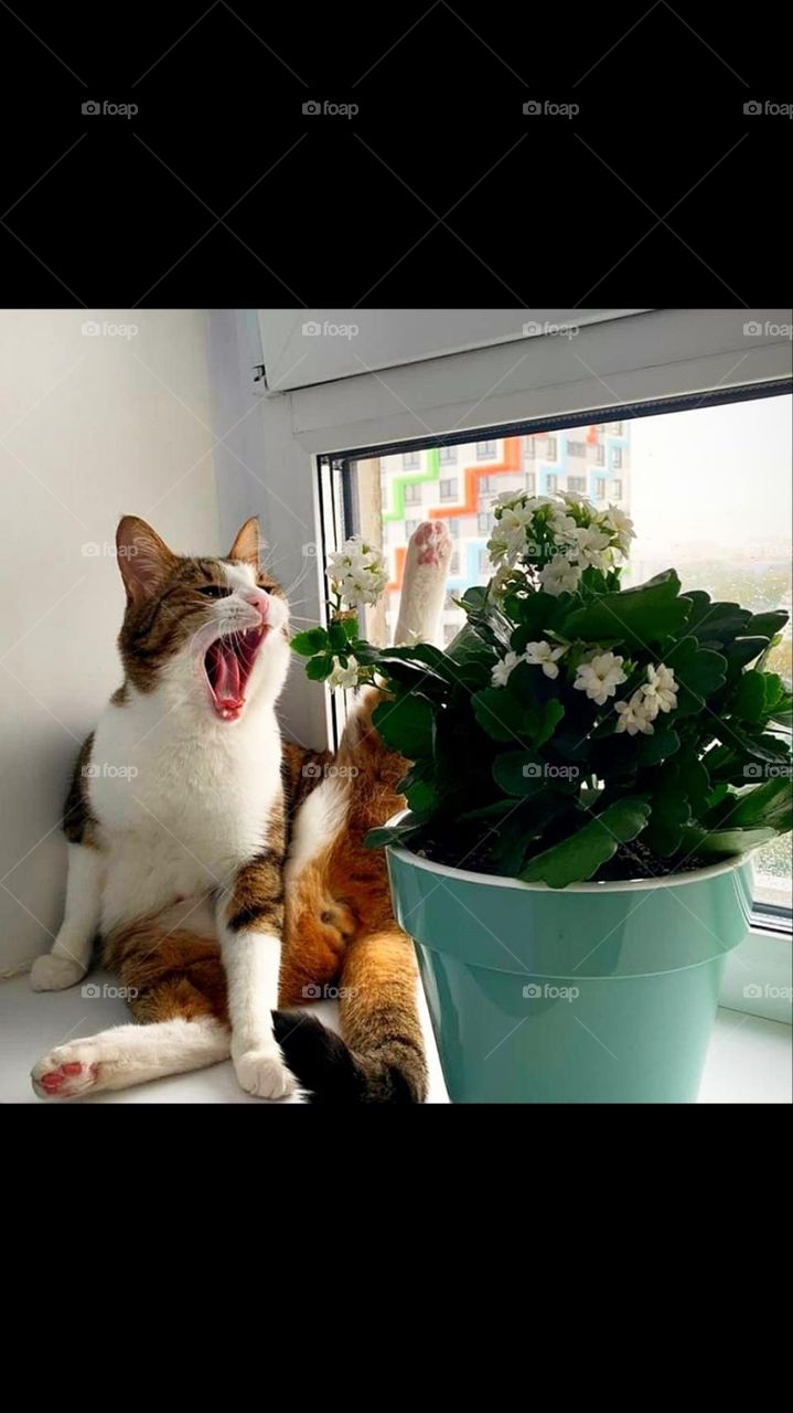 A cat sits on the window doing gymnastics and yawns.  There is a pot of white flowers nearby