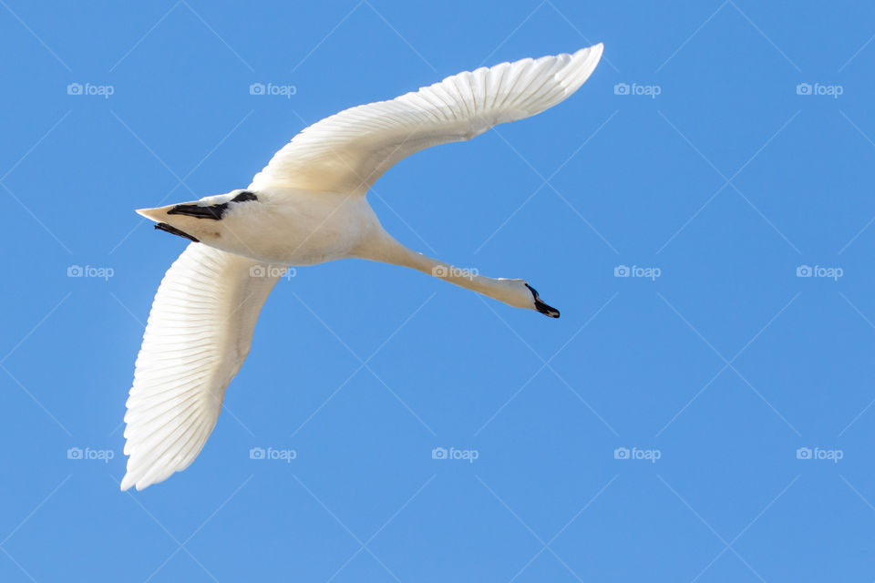 One beautiful white swan flying, clear blue sky in the background 