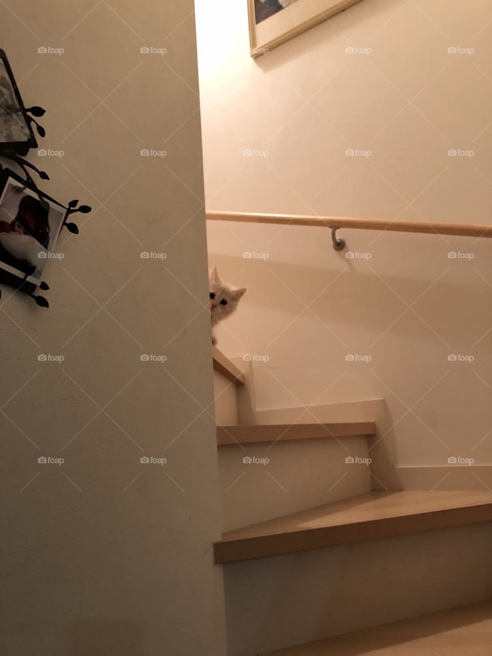 fun animals in our daily life