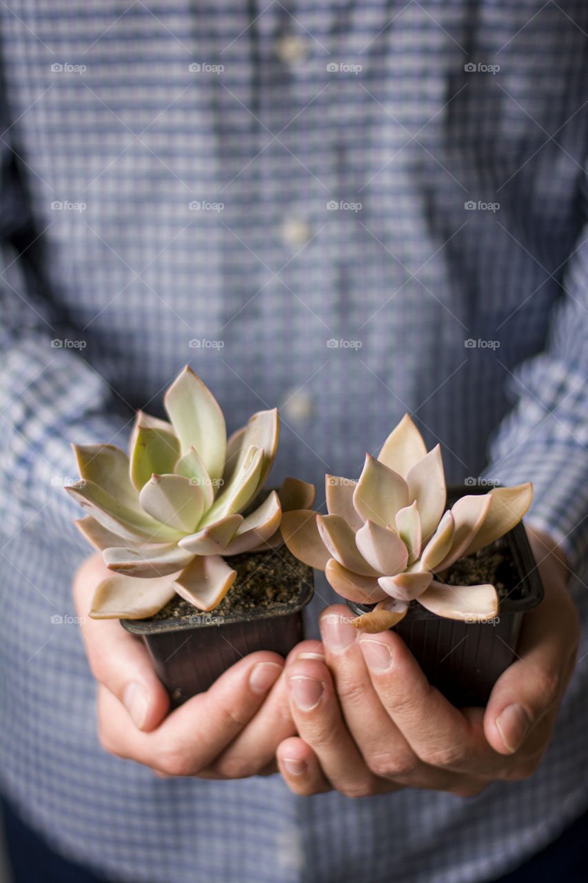 Close-up faceless male hands holding two echeveria succulents