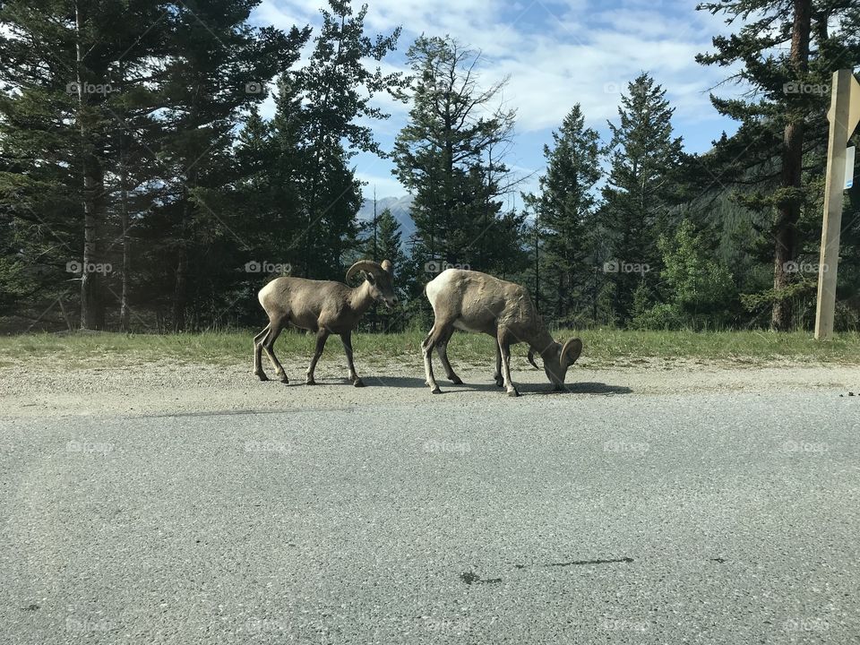 Deer on Mount Norquay, Banff Alberta