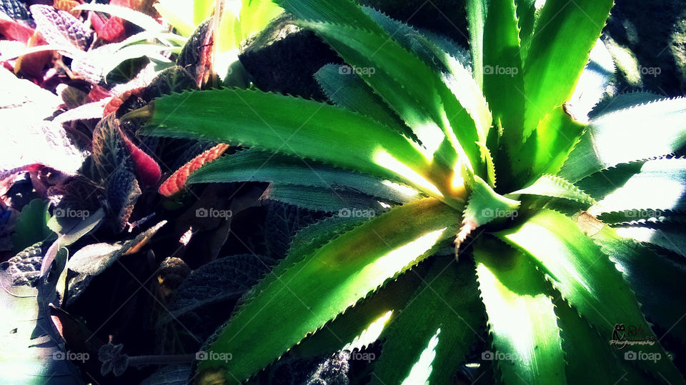 Pineapple flower