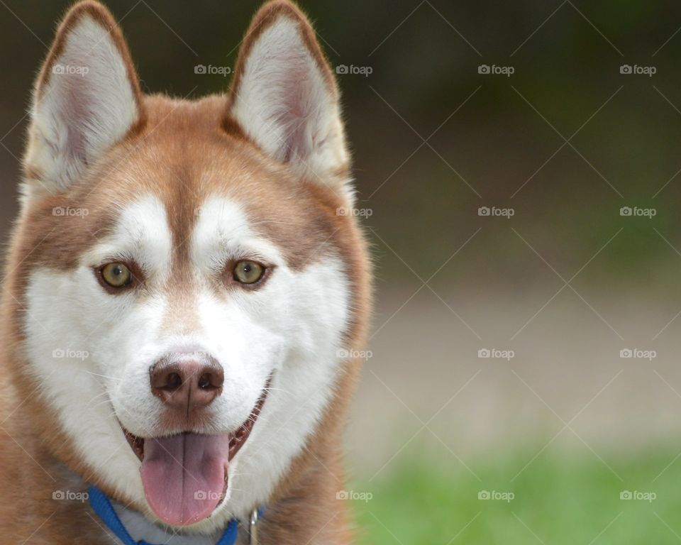 husky with the wild brown eyes