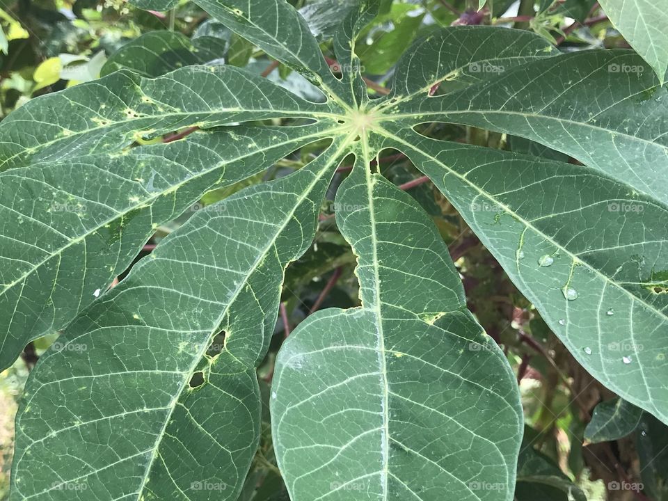 Cassava leaves