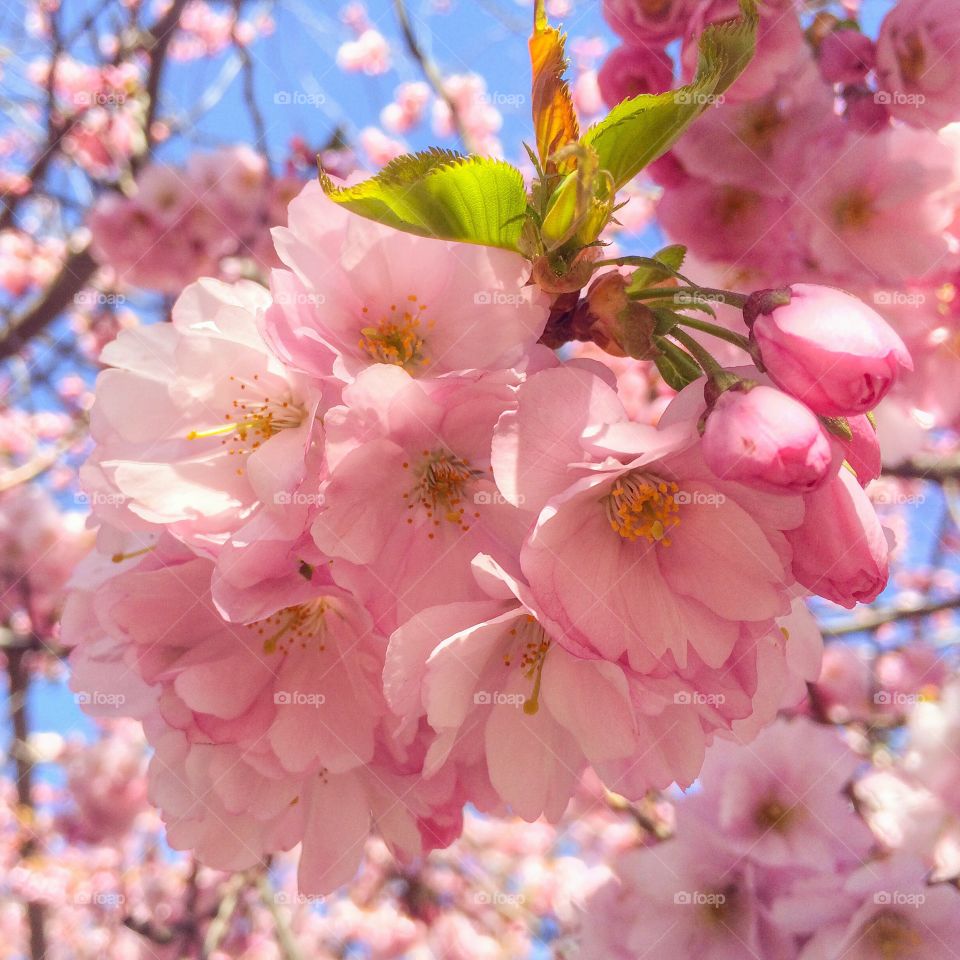 Pink Cherry blossoms in bloom