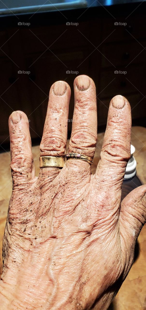 Hand after working in garden, planting garden, farming, working in yard with shovel, pitch fork, wheelbarrow & dirt. Hard working ✋ hands.