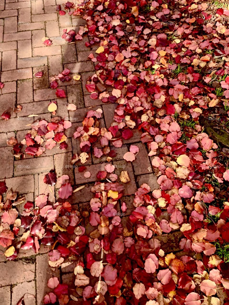 Fallen leaves 